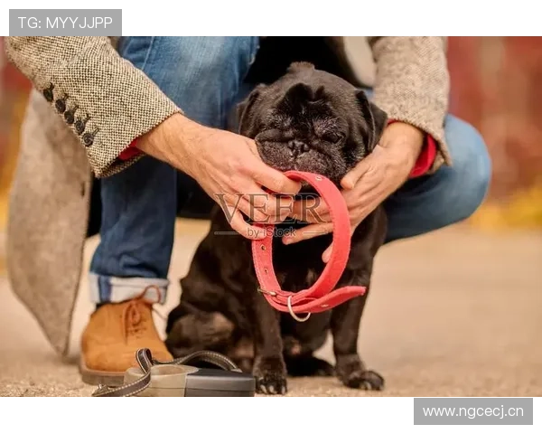 吕小军生活照里那只狗的项圈，比我一年的工资还要抢镜，我无语